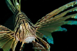 Portrait of a common lionfish by Arno Enzo 